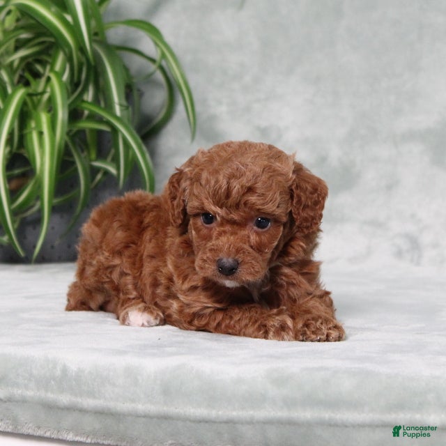 Miniature Poodle dogs Zprinkles - Ad 2