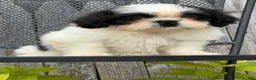 Shih Tzu dogs for sale: Sabrina Shih Tzu  - Ad 5