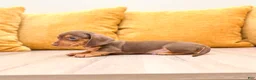 Miniature Dachshund dogs for sale: Mister - Ad 3