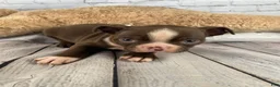 Boston Terrier dogs for sale: Apollo - Ad 6