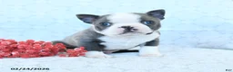 Boston Terrier dogs for sale: Leo - Ad 5