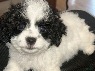 Teddy Bear dogs - Ad 19