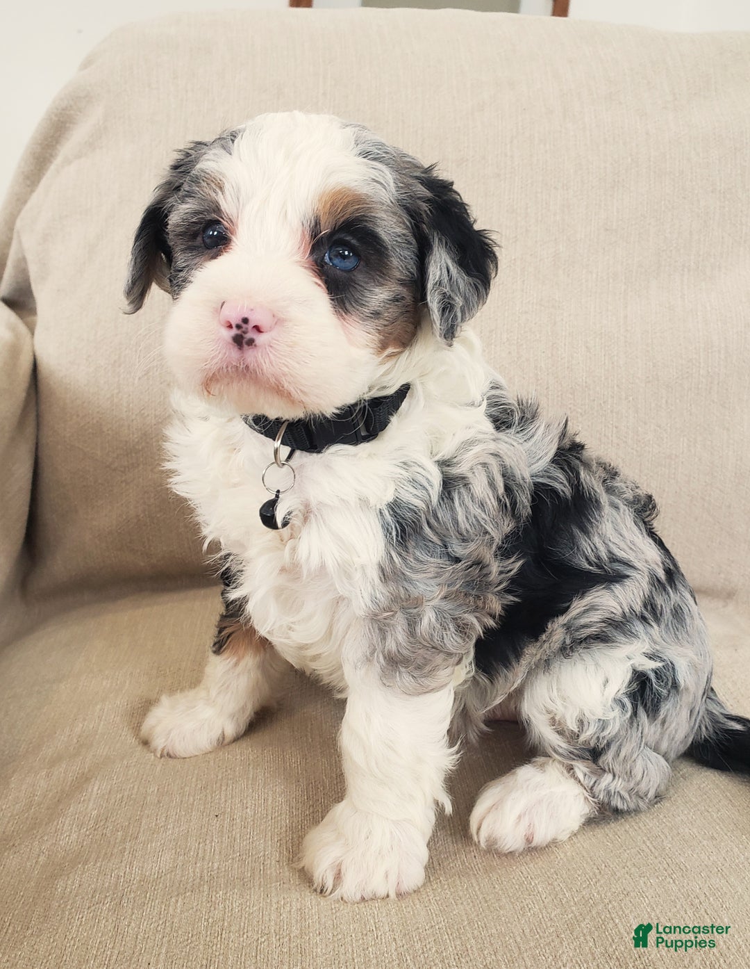 Mini Bernedoodle dogs for sale: Ace - Ad 7