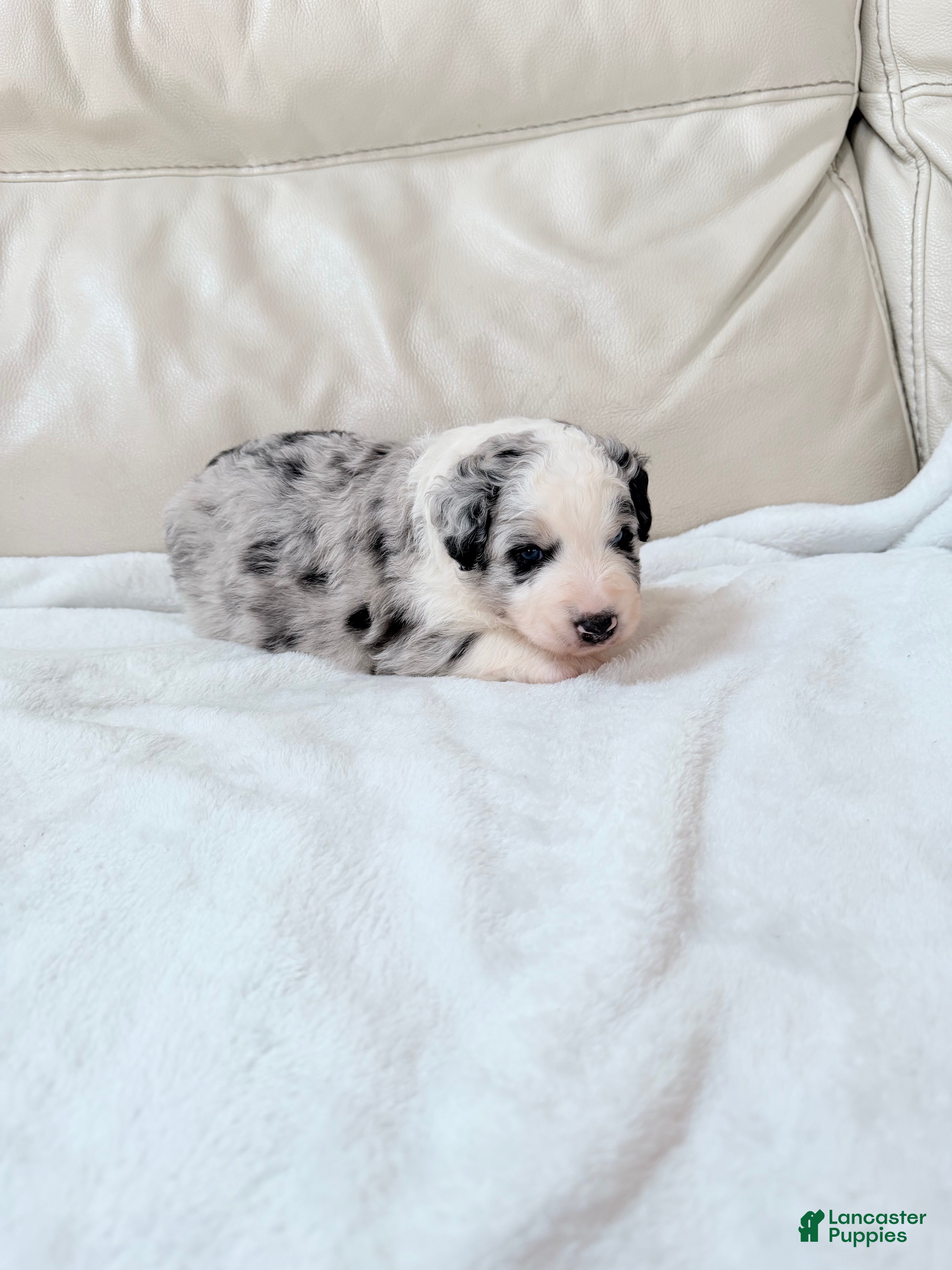 Mixed Breed dogs Cooper - Ad 2