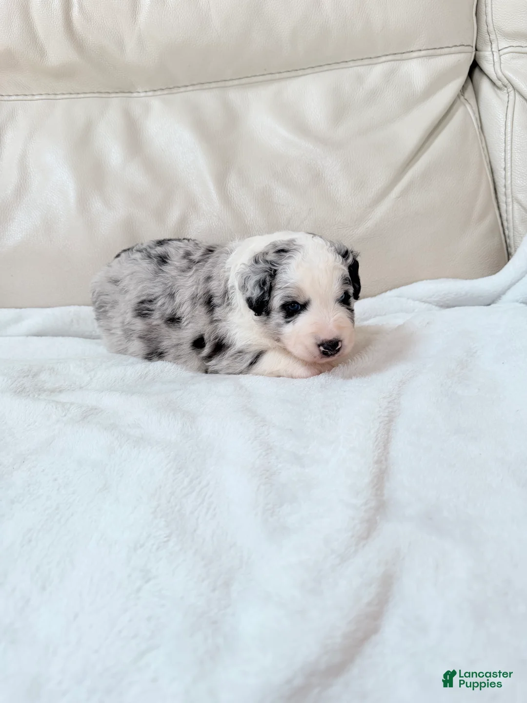 Mixed Breed dogs for sale: Cooper - Ad 2