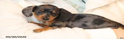 Miniature Dachshund dogs for sale: Jewel - Ad 3