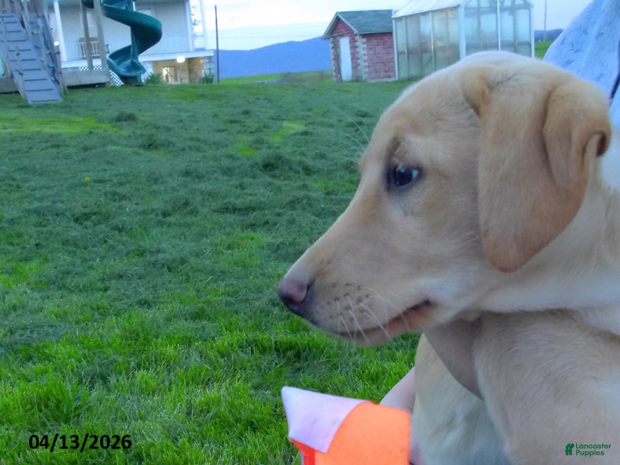 Labrador Retriever dogs Brianna - Ad 2