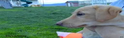 Labrador Retriever dogs for sale: Brianna - Ad 2
