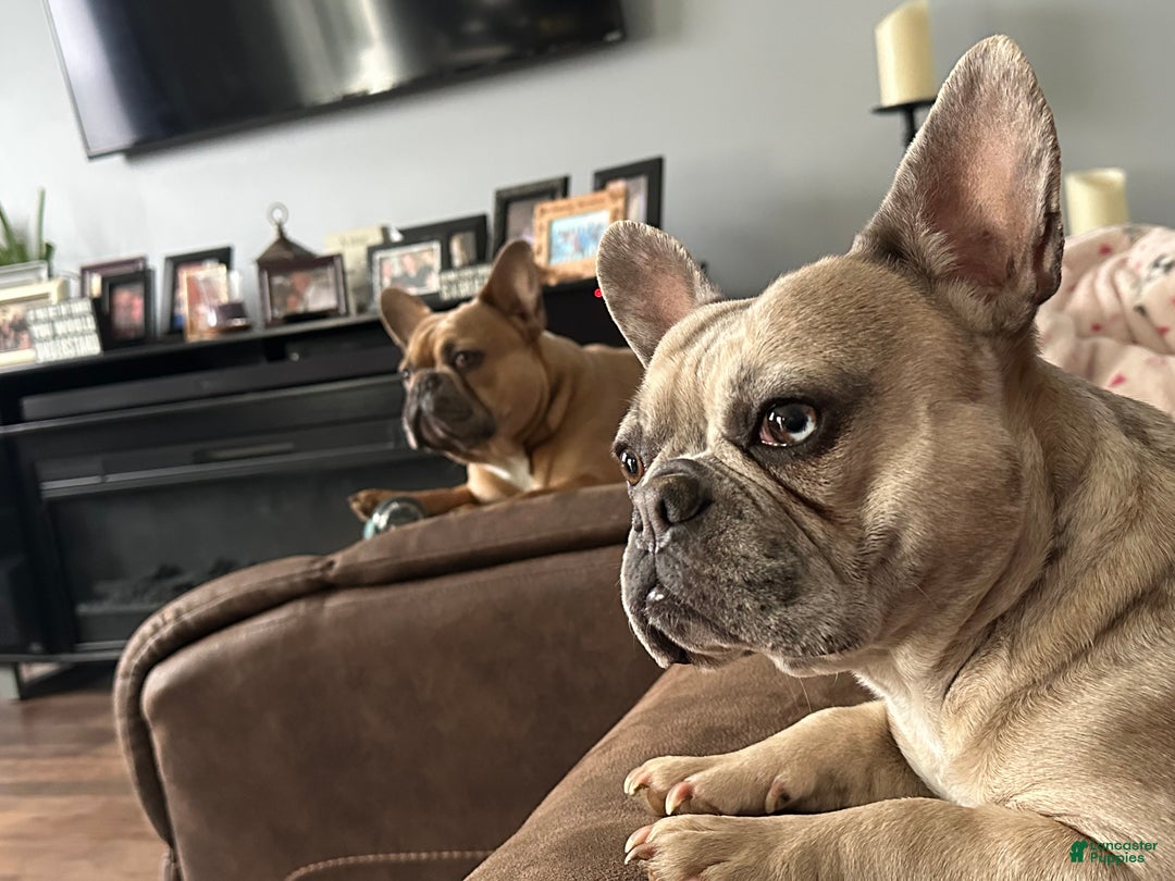 French Bulldog dogs for sale: Eva - Ad 10