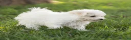 Maltipoo dogs for sale: Jesse Maltipoo  - Ad 5