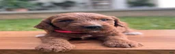 Irish Doodle dogs for sale: Oakley - Ad 5