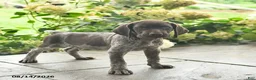 German Shorthaired Pointer dogs for sale: Dover  - Ad 4