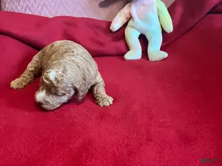 Mini Goldendoodle dogs Cocoa 1 - Ad 2