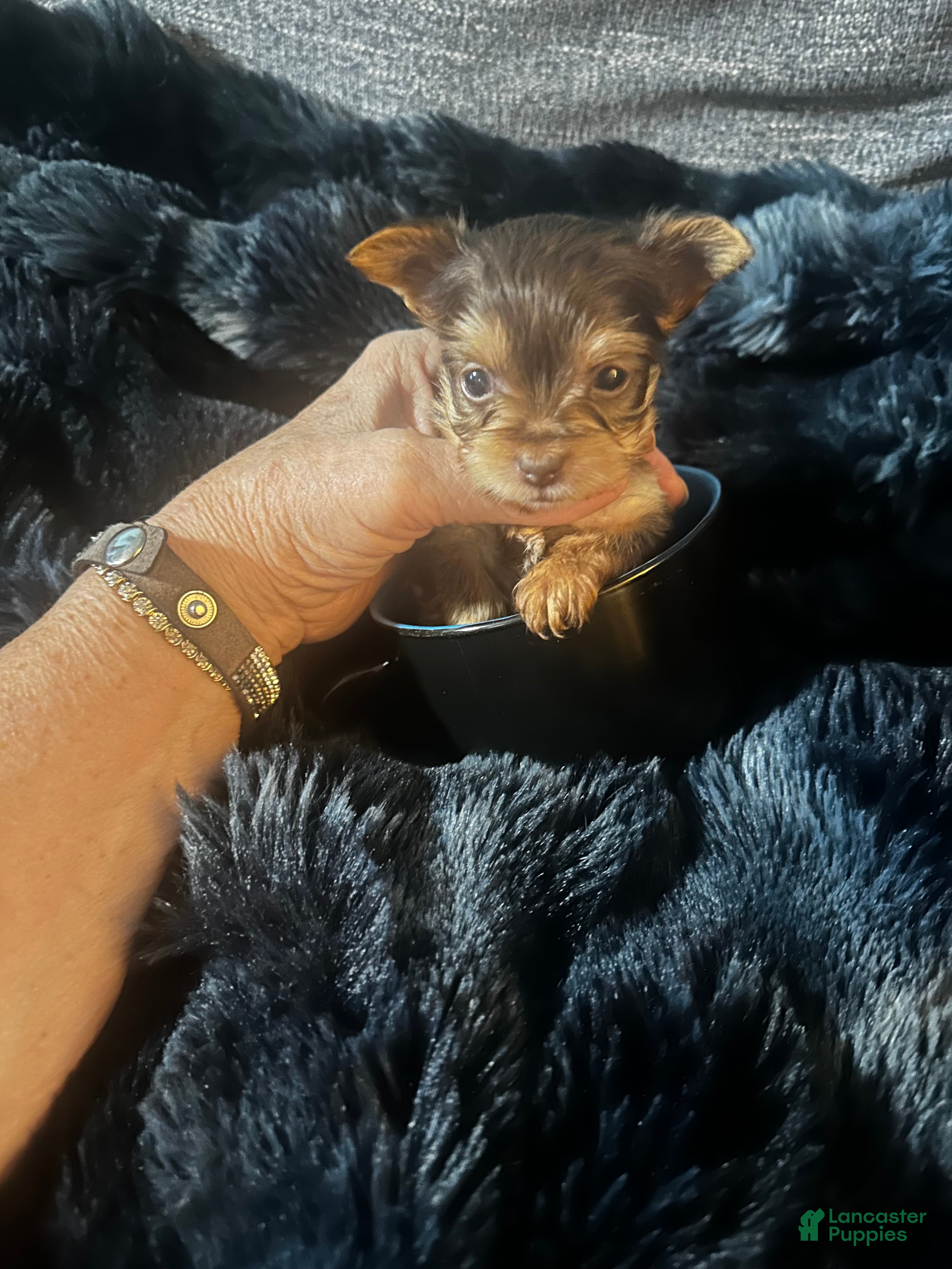 Yorkshire Terrier dogs AKC Tobias - Ad 1