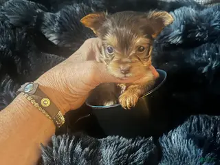 Yorkshire Terrier dogs for sale: AKC Tobias - Ad 2