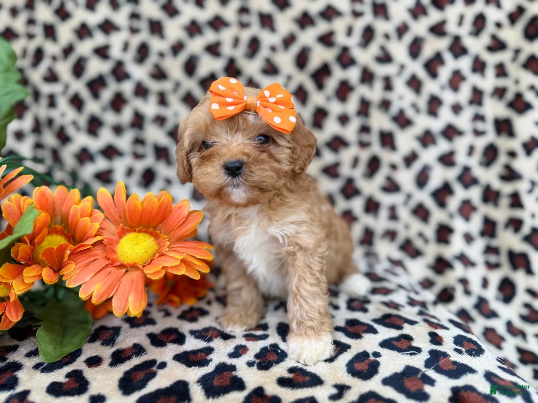 Cavapoo dogs for sale: Sissy - Ad 6