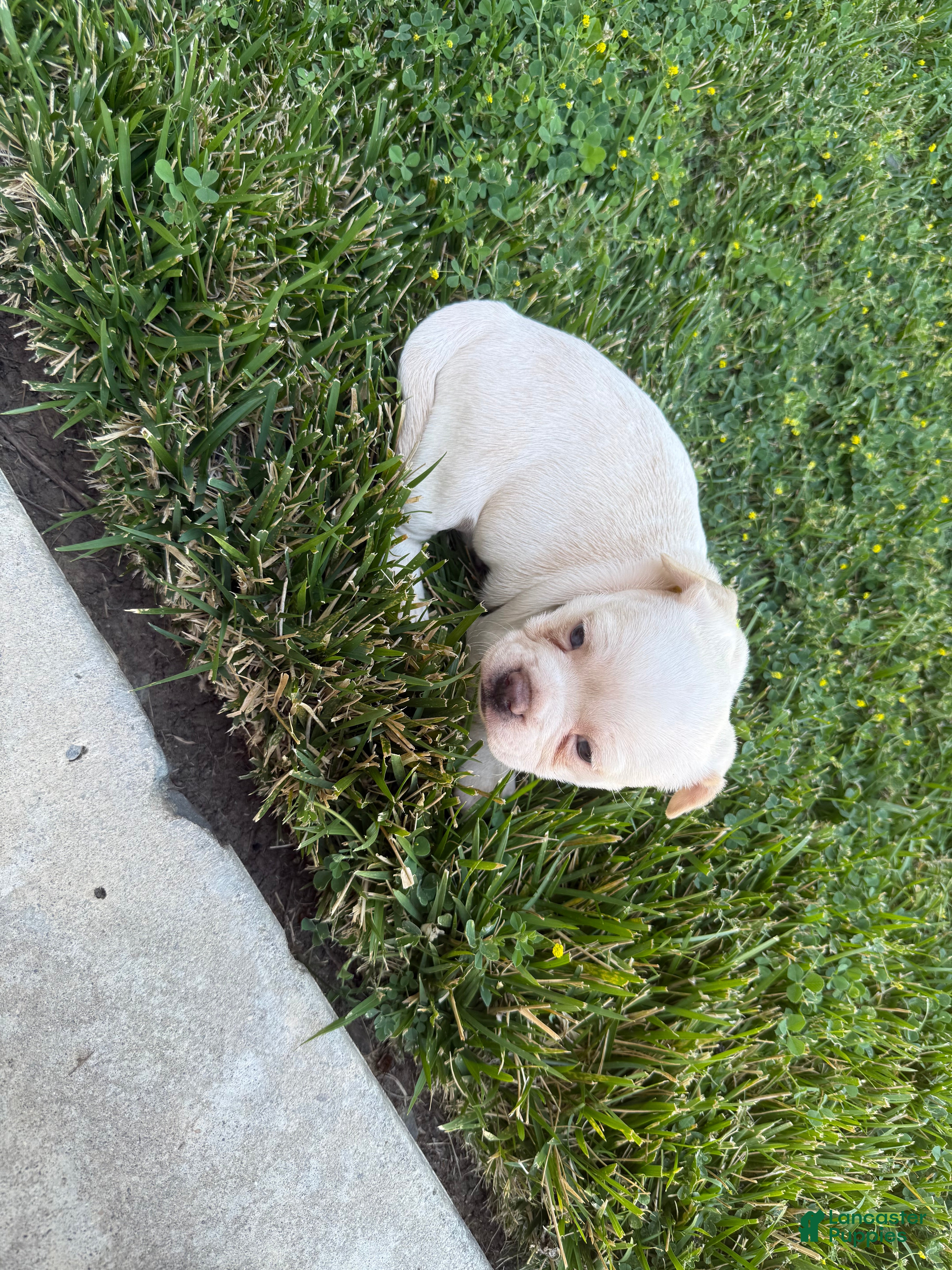 Mixed Breed dogs Mixed Breed 1 - Ad 14