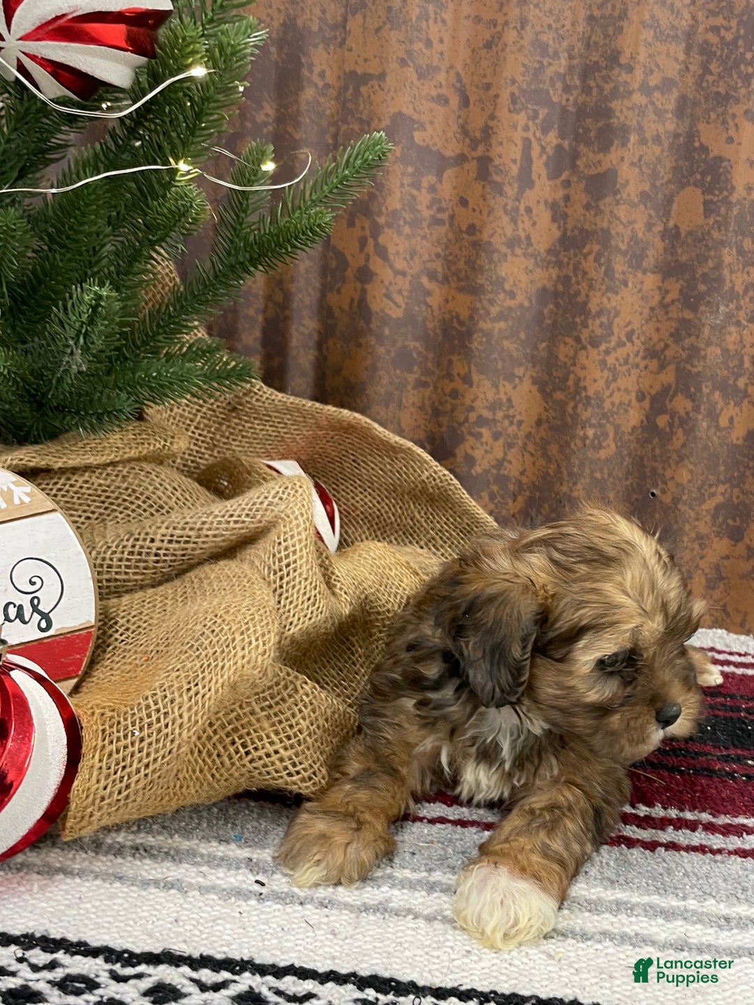 Shihpoo dogs for sale: Chloe - Ad 10