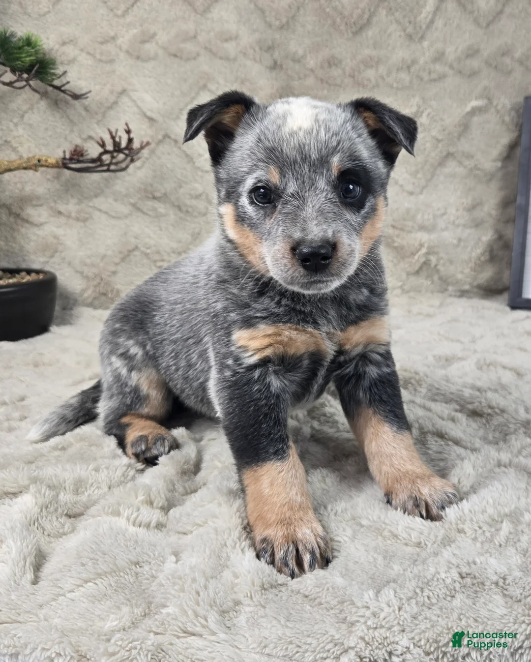 Australian Cattle Dog dogs for sale: Henry - Ad 2