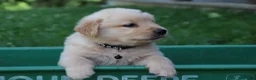 Golden Retriever dogs for sale: Golden Retriever 3 - Ad 2