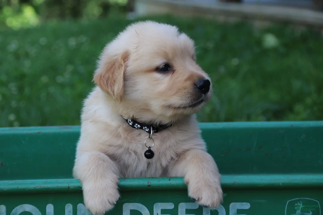 Golden Retriever dogs for sale: Golden Retriever 3 - Ad 2