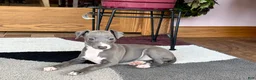 Italian Greyhound dogs for sale: Sonya - Ad 5