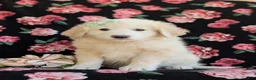 Mixed Breed dogs for sale: Myla - Ad 1