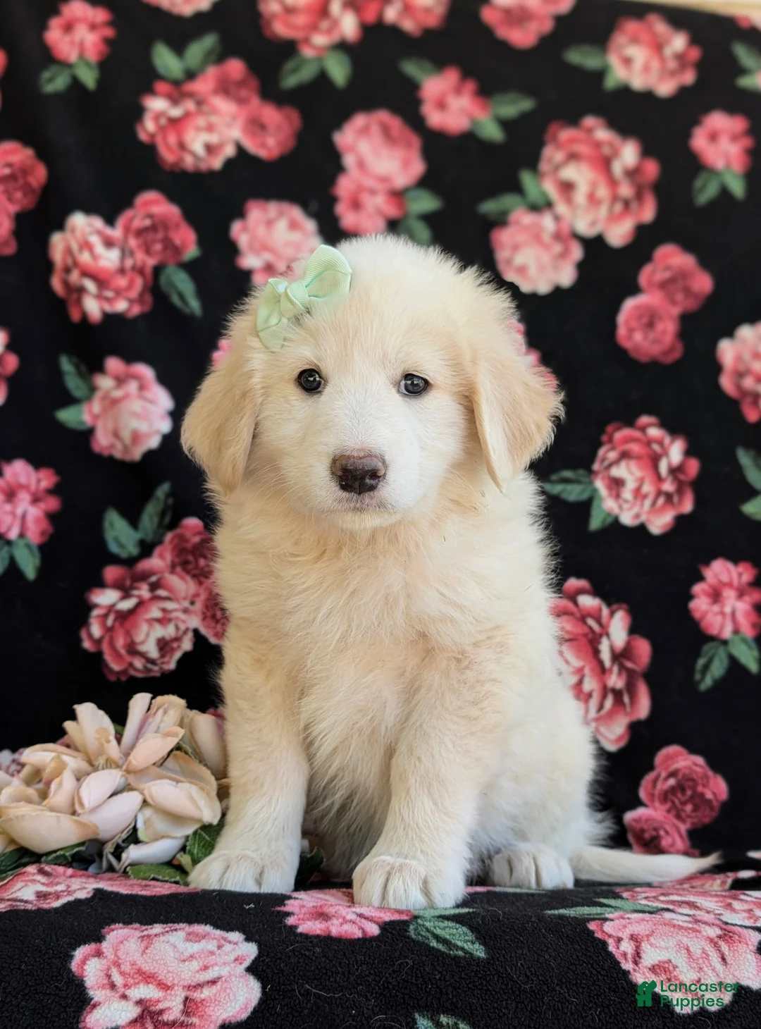 Mixed Breed dogs for sale: Myla - Ad 1
