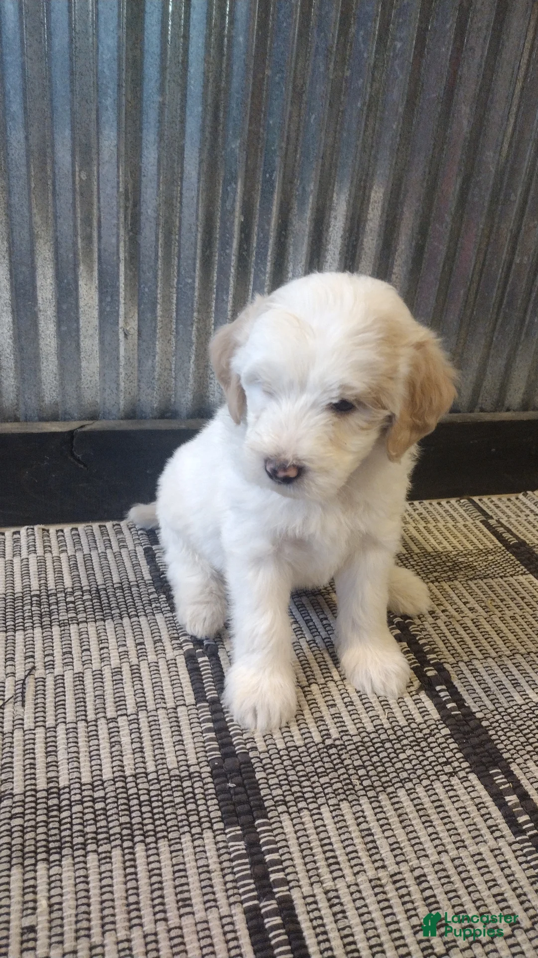 Mini Goldendoodle dogs for sale: Rylie  - Ad 2