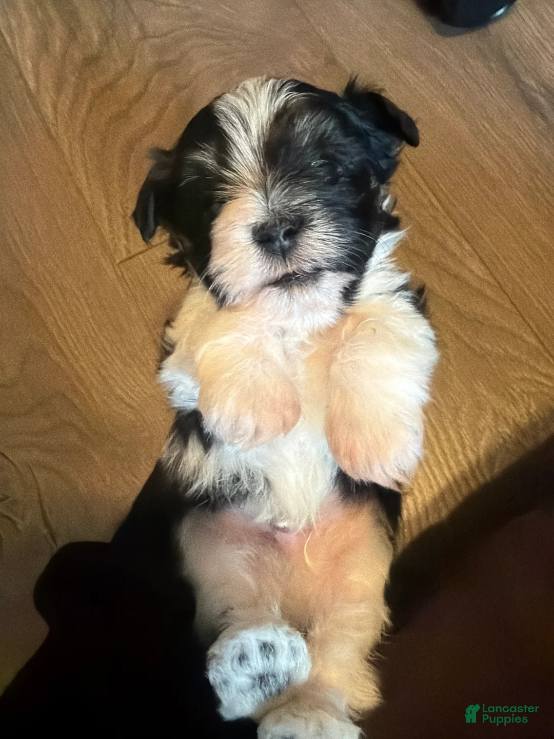 Havanese dogs for sale: Havanese Puppy 1 - Ad 2