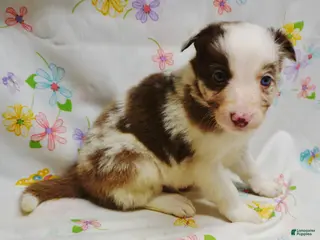 Border Collie dogs RHETT - Ad 39