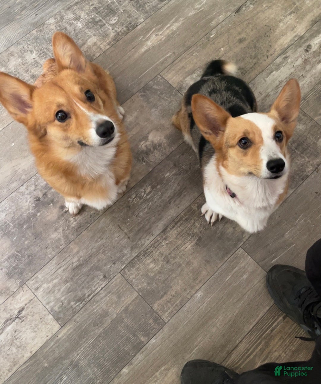 Welsh Corgi Pembroke dogs for sale: Ceecee - Ad 6