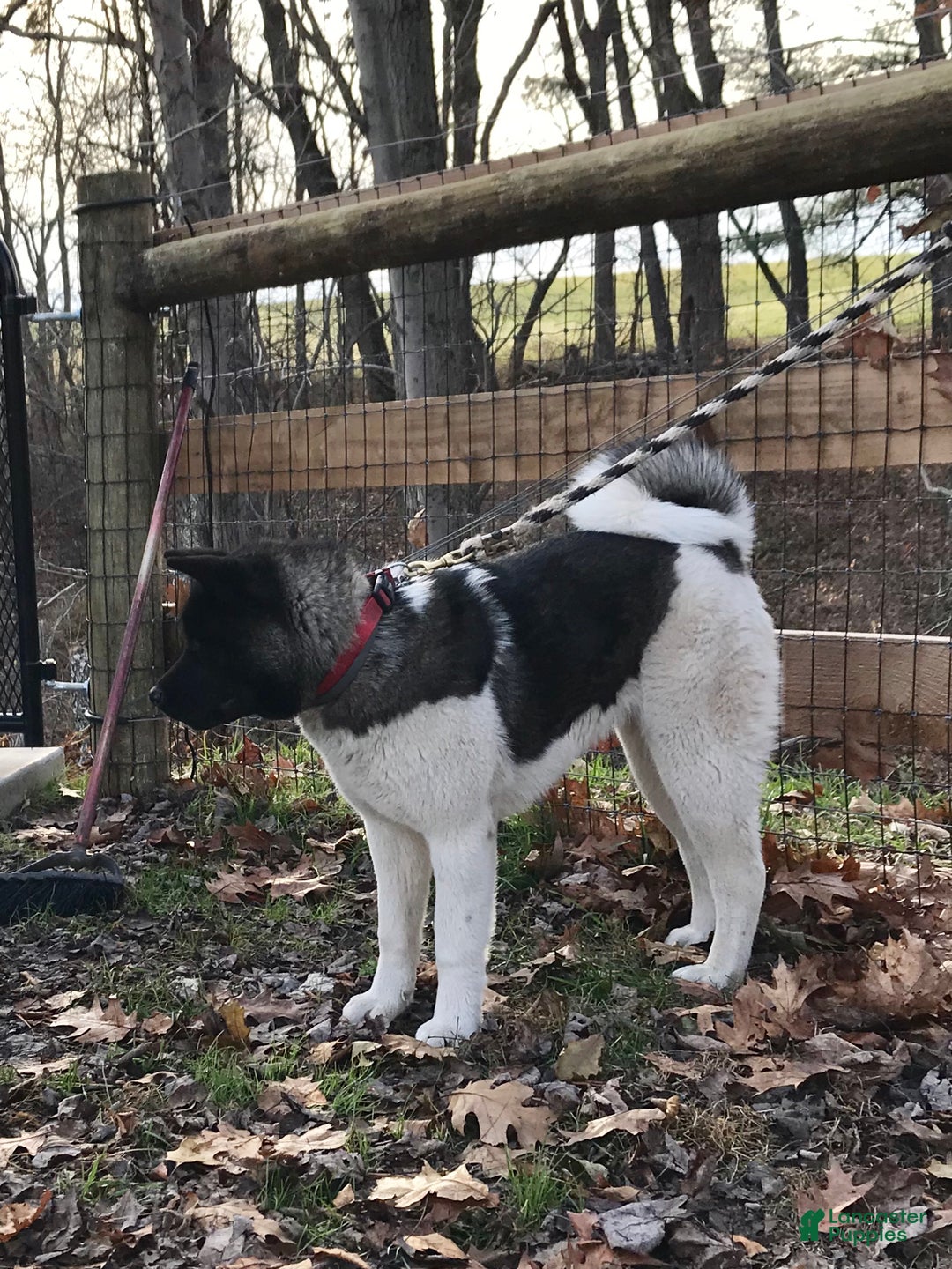 Akita dogs for sale: Angela - Ad 2