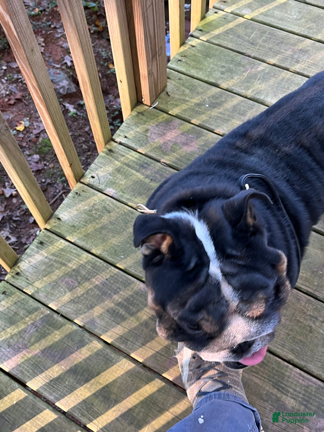 English Bulldog dogs for sale: English Bulldog Puppy zip  - Ad 2