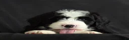 Bernedoodle dogs for sale: Nova - Ad 5