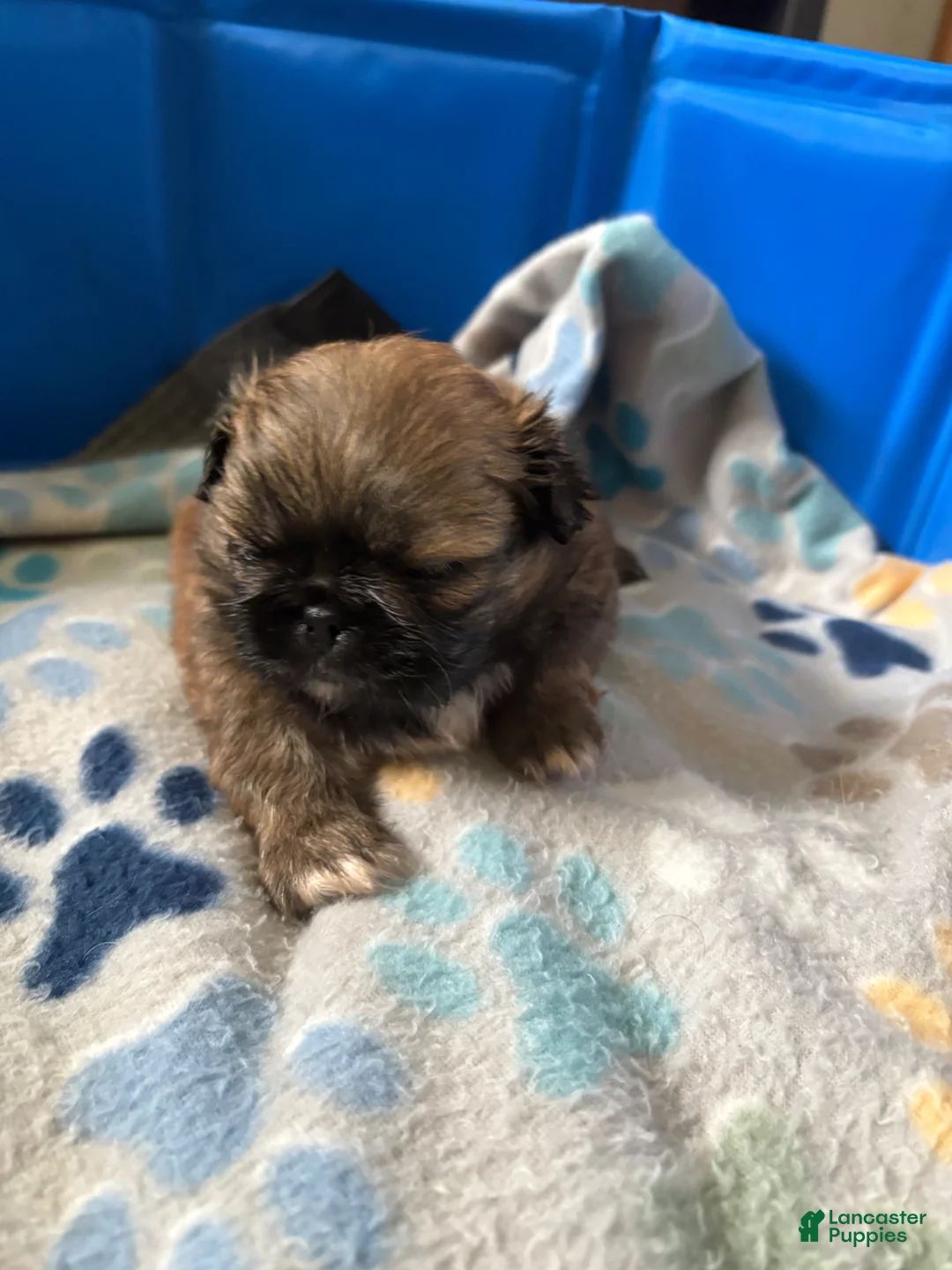 Pekingese dogs for sale: Pekingese Puppy 1 - Ad 2