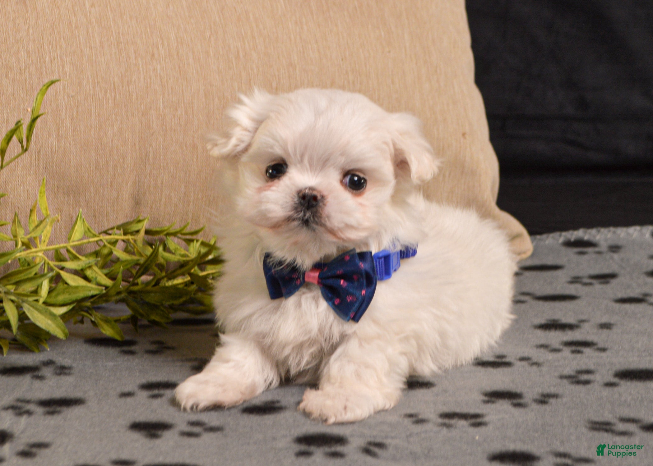 Maltese dogs Fluffy - Ad 1