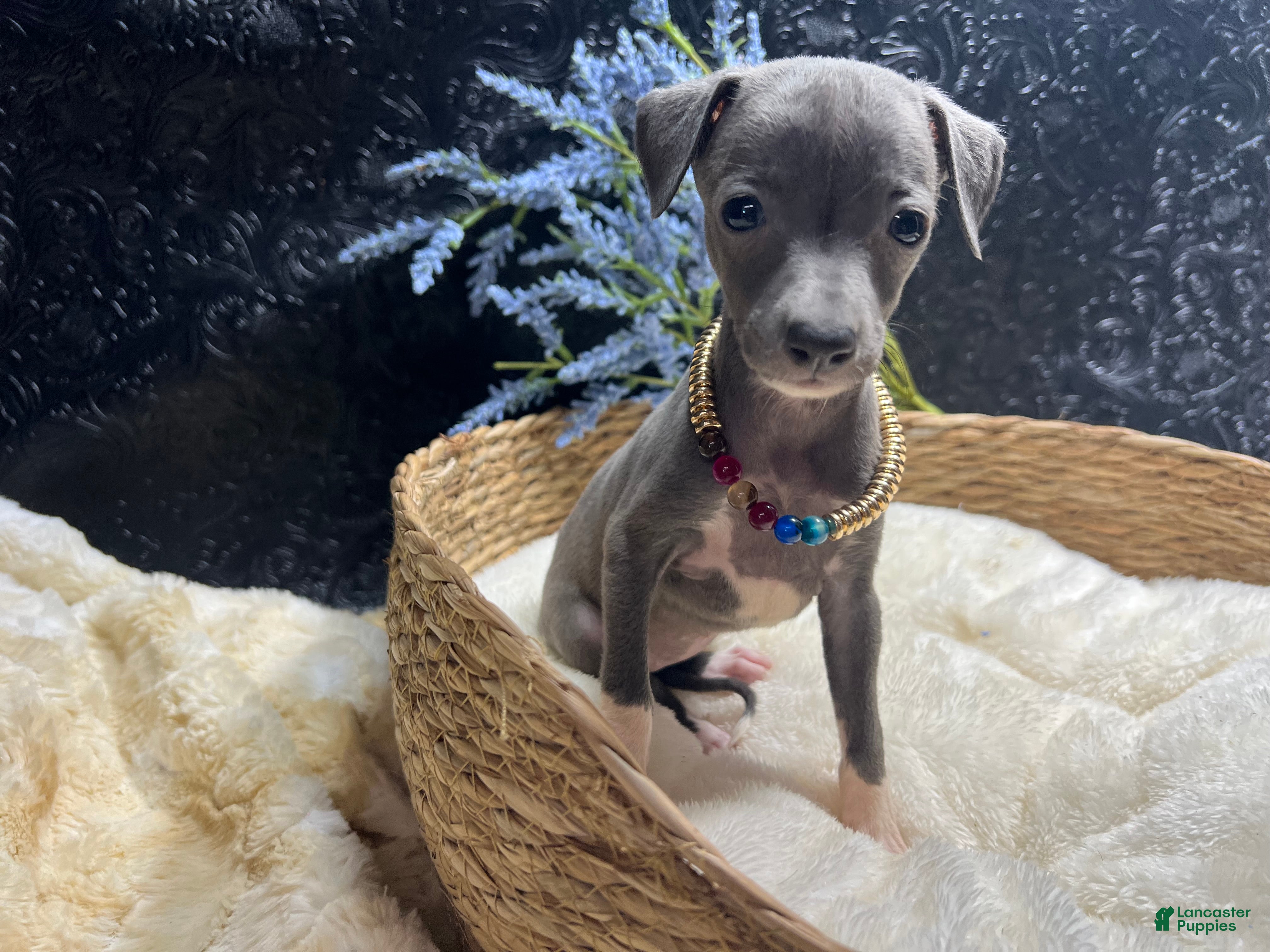 Italian Greyhound dogs Italian Greyhound 1 - Ad 1