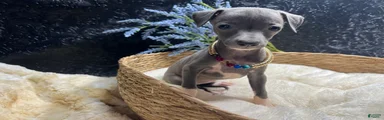 Italian Greyhound 1
