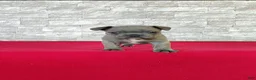 Frenchton dogs for sale: Brandon - Ad 3
