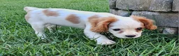 Cavalier King Charles Spaniel dogs for sale: MilkyWay - Ad 6