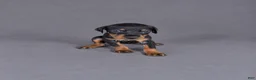 Doberman Pinscher dogs for sale: Meera - Ad 2