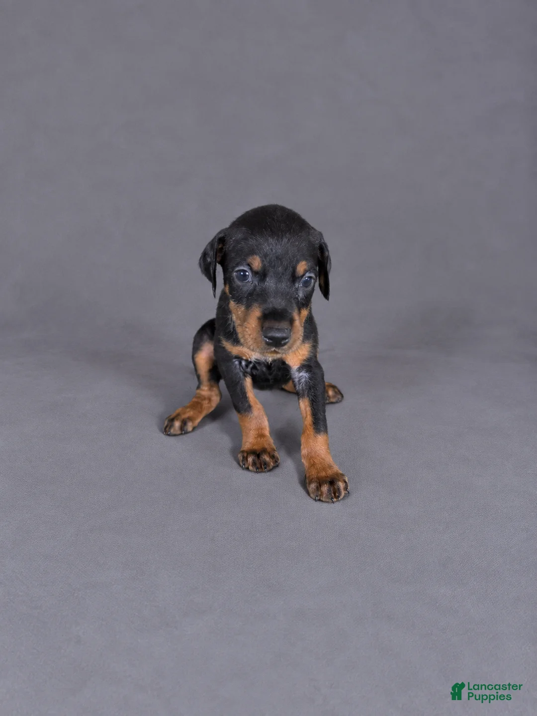 Doberman Pinscher dogs for sale: Meera - Ad 2