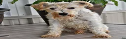 Miniature Schnauzer dogs for sale: Martha - Ad 7