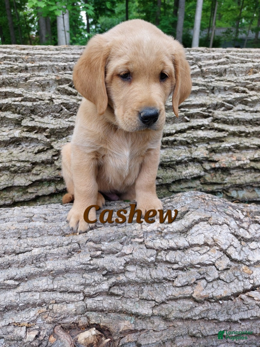 Goldador dogs Cashew - Ad 6