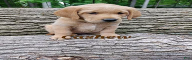 Cashew