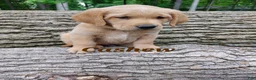 Goldador dogs for sale: Cashew - Ad 1
