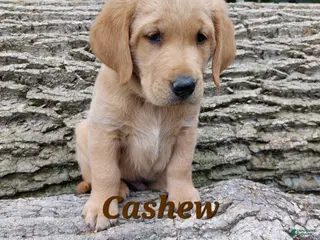 Goldador dogs Cashew - Ad 6