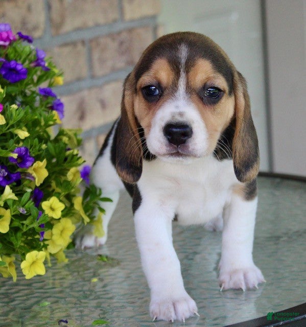 Beagle dogs for sale: Sunny - Ad 2
