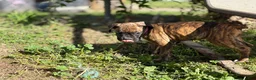 Boxer dogs for sale: Pink - Ad 5